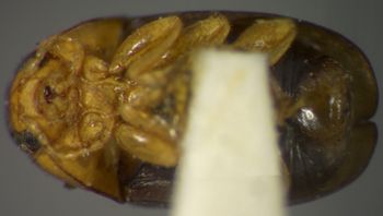 Media type: image;   Entomology 8410 Aspect: habitus ventral view